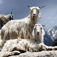 Load image into Gallery viewer, Fair trade cashmere and silk shawl from Nepal.