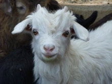 Load image into Gallery viewer, Fair trade cashmere and silk fair trade scarf from Nepal.
